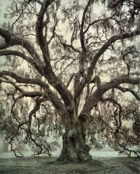 Gambolin' Man: LIVE OAK PARK: Meditative Strolling & Reflective Lolling in  the Wild (& Urban) Environs of Berkeley's First Nature Park