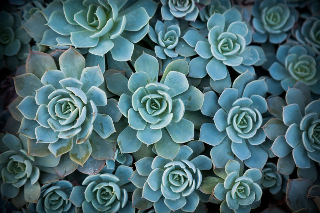 Trend Watch - Spotlight on Succulents