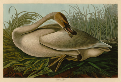 Trumpeter Swan