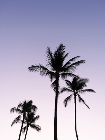 Hawaii Beach Photography (palm trees)