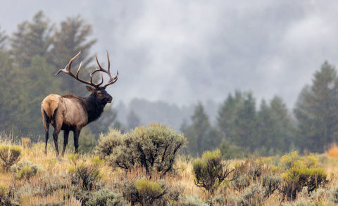 Bulk Elk in the Mist