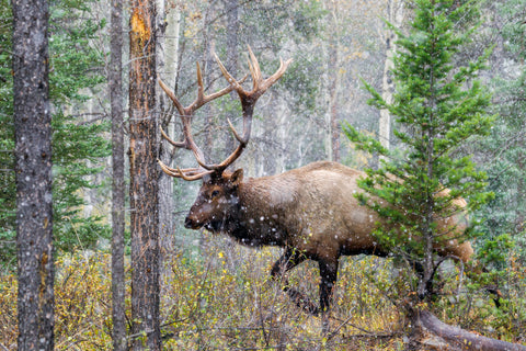 Bull Elk on the Move