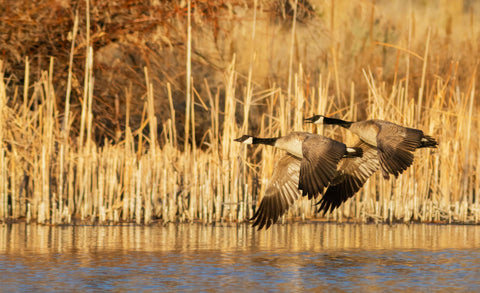 Golden Migration