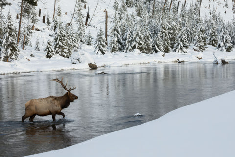 Bull Elk Crossing River