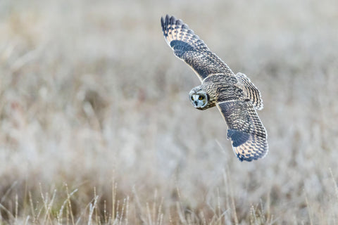 Short-eared Owl Hunting in Winter