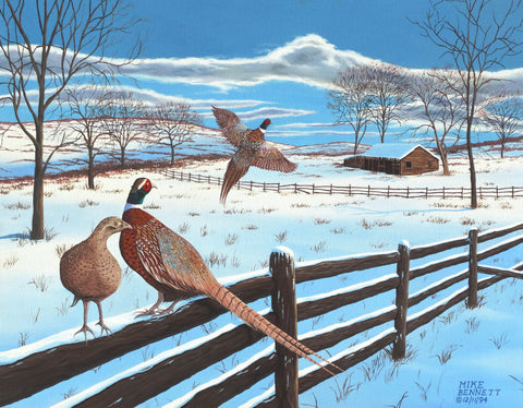 Pheasants in Winter