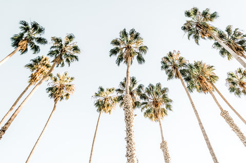 High California Palms