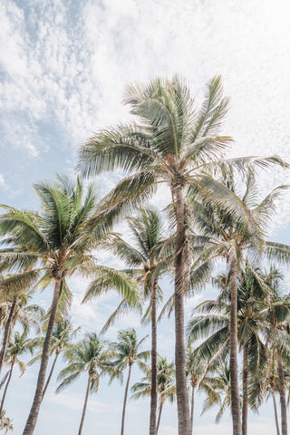 Miami Beach Palm Trees