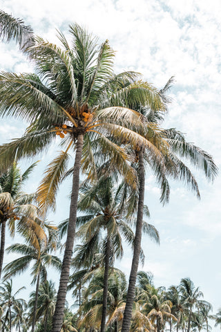 Miami Beach Palms