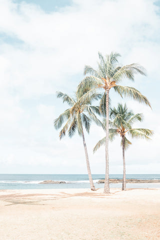 Three Palms on the Hawaiian Beach