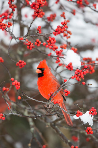 Winterberry Blush