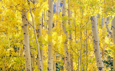 Autumn Aspen