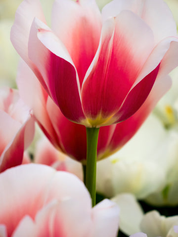 Petals in Focus I