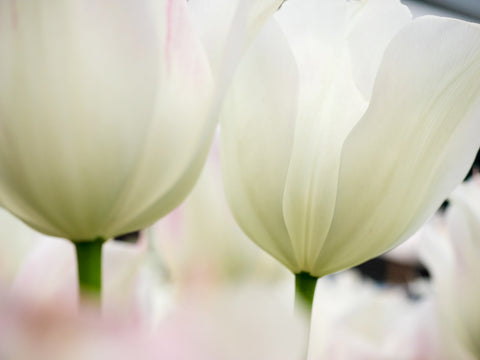 Petals in Focus II