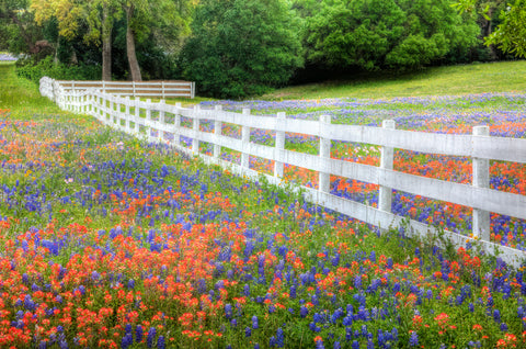 Wildflower Harmony