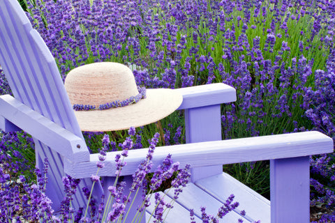 Straw Hat in Sequim Lavender Fields