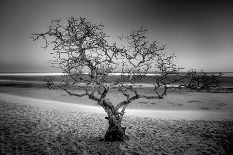 Beach Tree (Black & White)
