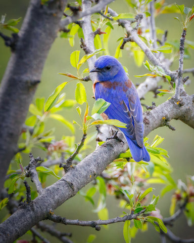 Western Bluebird