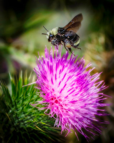 Bee on Thistle