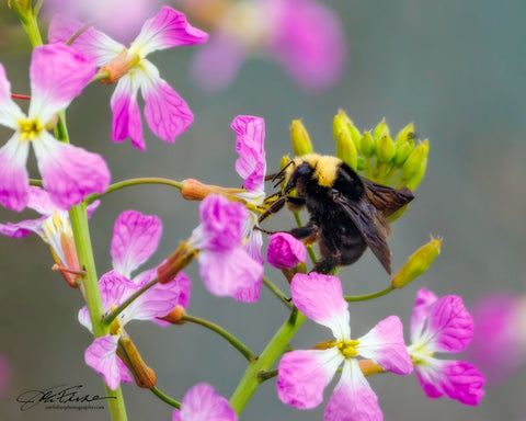 Bumble Bee and Wildflowers