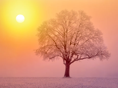 Hoarfrost Sunrise