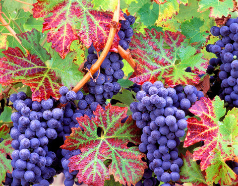 Autumn Vineyard