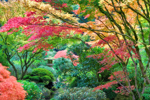 Japanese Garden Autumn