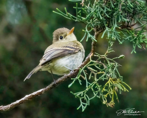 Western Flycatcher