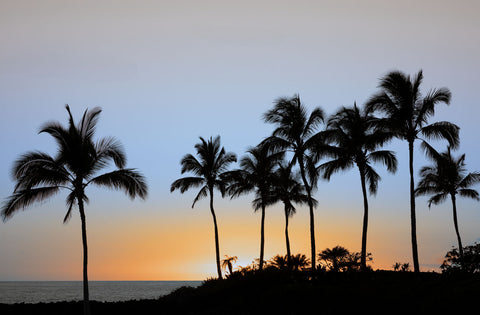 Palm Sunset