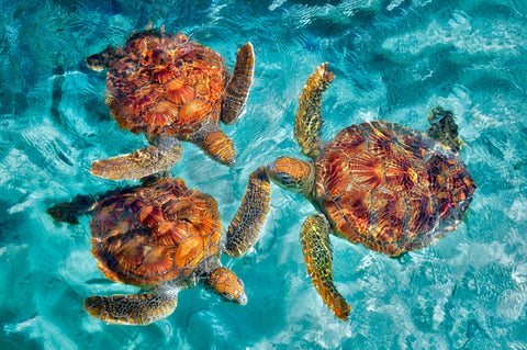 Sea Turtles