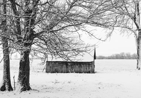 Three Trees in the Snow