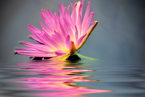 Lily Reflection