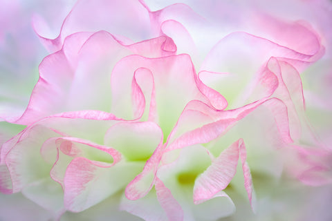 Soft Petals