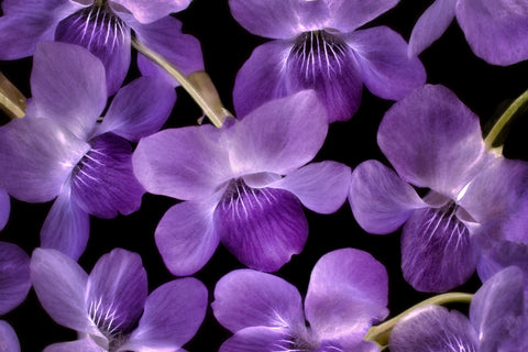 Soft Violet