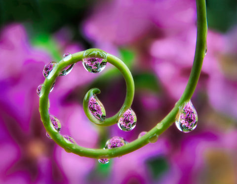 Tendril Drops