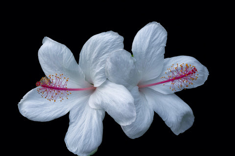 White Hibiscus