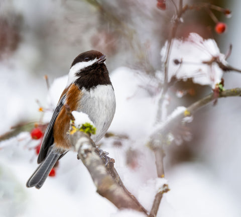 Chestnut Chickadee