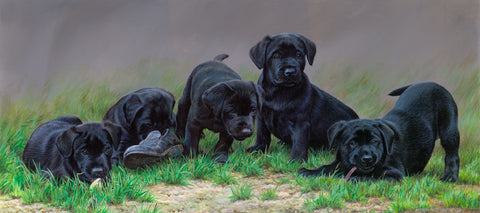 Black Lab Pups