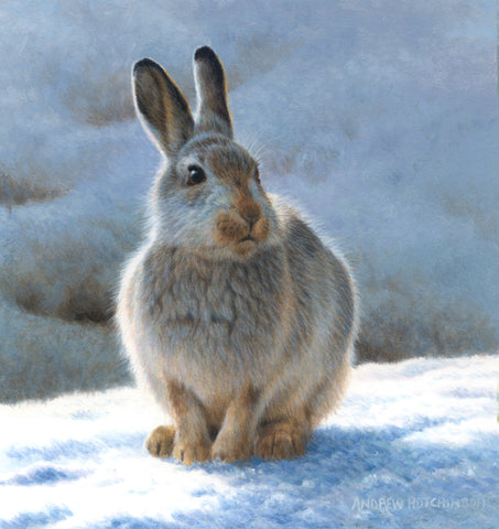 Mountain Hare