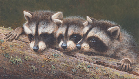 Raccoons