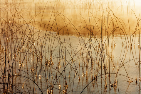 Icy Reeds