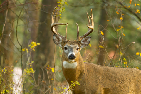 Whitetail Buck in Montana’s Wilds