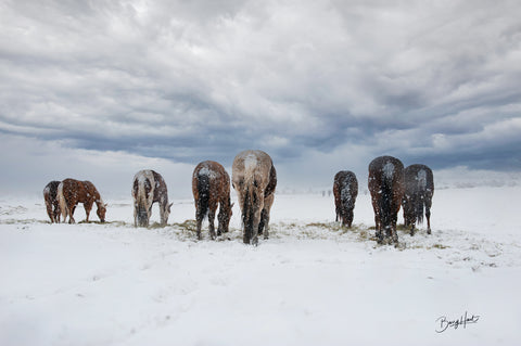 Snowy Refuge