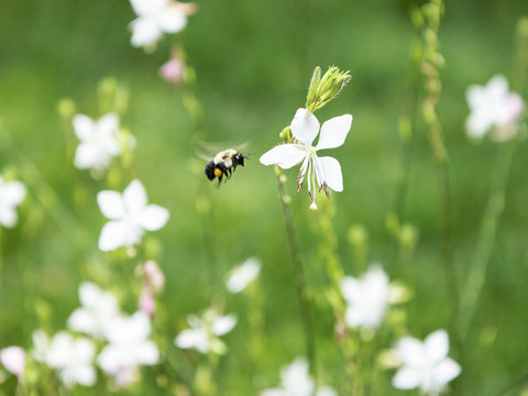 Bee Blossom