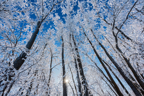 Ice on Winter Trees