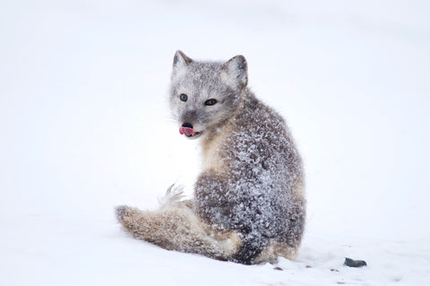 Frosty Fox