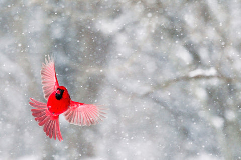 A Symphony of Scarlet and Snow