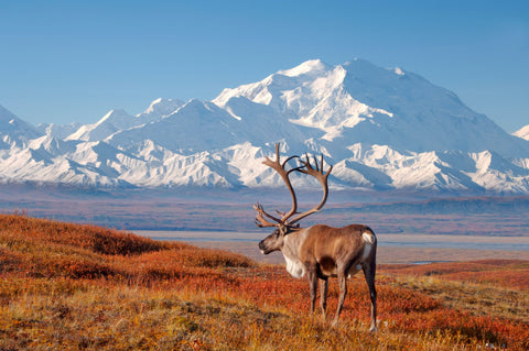 Bull Caribou and Mount McKinley in Autumn