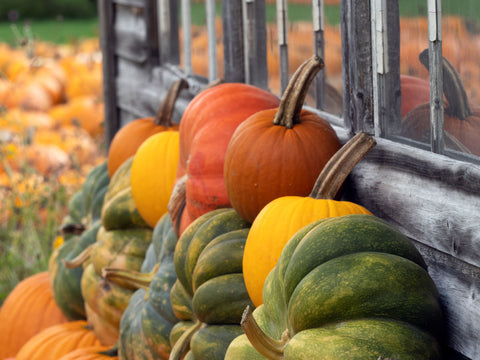 Vermont’s Autumn Pumpkins