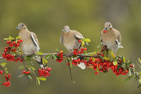 White-winged Dove